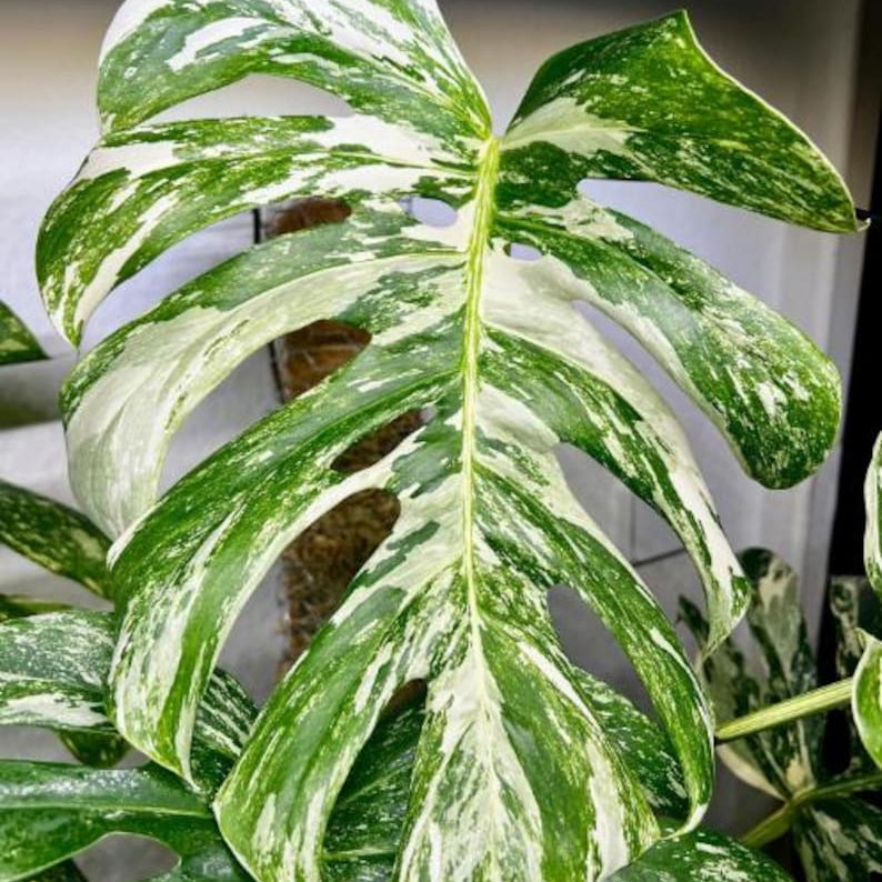 Halfmoon Rooted Node Monstera Albo Highly Verigated, variegata  cuttings