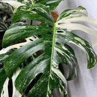 20+ Albo Monstera Halfmoon Rooted Node Highly Verigated, variegata  cuttings