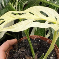 Monstera Adansonii Albo tricolors variegated Rooted Swiss cheese halfmoon Rooted Nodes Cutting