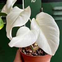 Monstera Albo Fullmoon White Plant Highly Verigated, variegata Fullmoon Rooted Node cuttings House Plant