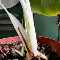 Monstera Albo Fullmoon White Plant Highly Verigated, variegata Fullmoon Rooted Node cuttings House Plant