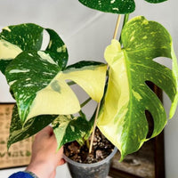 Monstera mint deliciosa Verigated white House Plant cutting