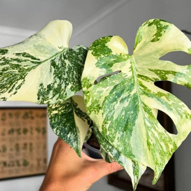 Monstera Deliciosa Tissue culture mint Verigated cuttings leaf minta House Plant