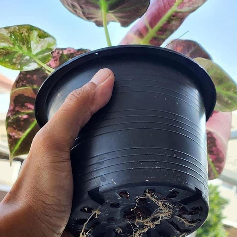 20+ Alocasia black Velvet Pink ninja Variegated Corms