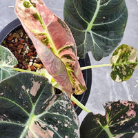 20+ Alocasia black Velvet Pink ninja Variegated Corms