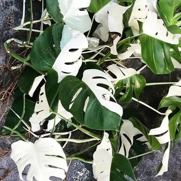 20+ Albo Monstera Halfmoon Rooted Node Highly Verigated, variegata  cuttings