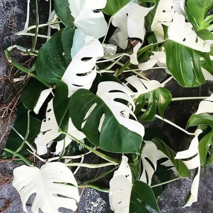 20+ Albo Monstera Halfmoon Rooted Node Highly Verigated, variegata  cuttings