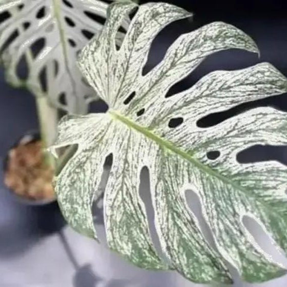 Monstera Devil Rooted Highly Monstera Verigated, variegata cuttings Nodes