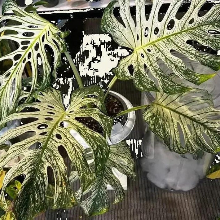 Monstera Devil Rooted Highly Monstera Verigated, variegata cuttings Nodes