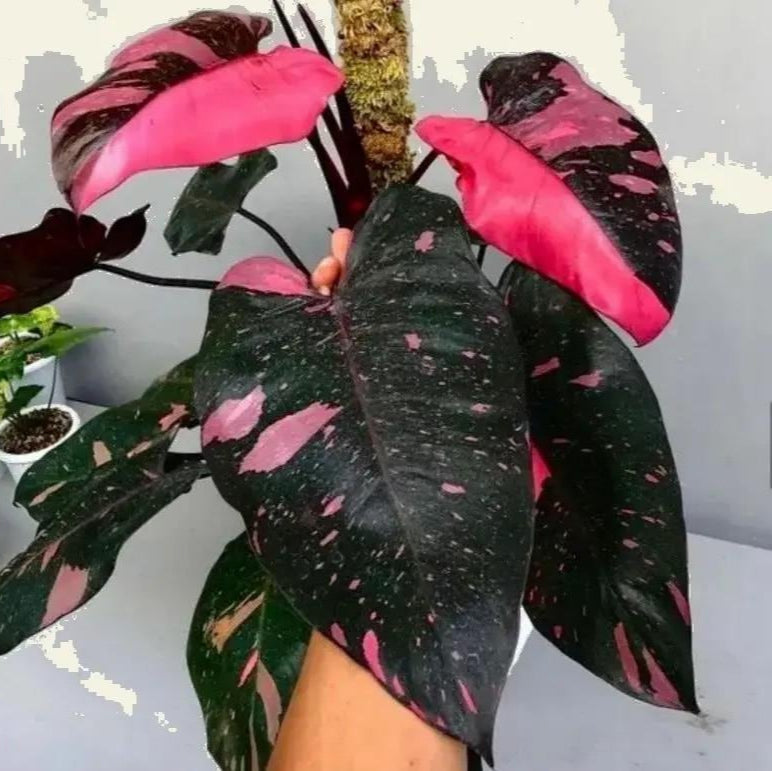 Philodendron black cherry Pink Princess Starter Plant Micans variegated bottom cut with one leaf