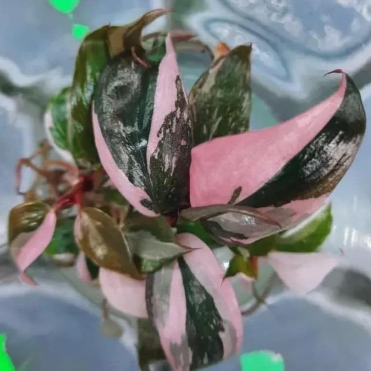 Philodendron black cherry Pink Princess Starter Plant Micans variegated bottom cut with one leaf