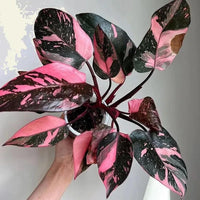 Philodendron black cherry Pink Princess Starter Plant Micans variegated bottom cut with one leaf