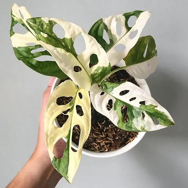 Monstera Adansonii Albo tricolors variegated Rooted Swiss cheese halfmoon Rooted Nodes Cutting