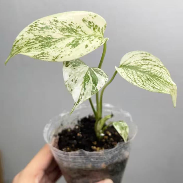 Monstera mint deliciosa Verigated white House Plant cutting