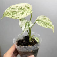 Monstera Deliciosa Tissue culture mint Verigated cuttings leaf minta House Plant