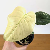 Monstera Albo Fullmoon White Plant Highly Verigated, variegata Fullmoon Rooted Node cuttings House Plant