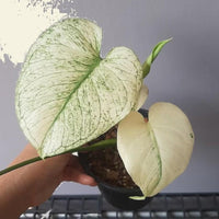 Monstera Albo Fullmoon White Plant Highly Verigated, variegata Fullmoon Rooted Node cuttings House Plant