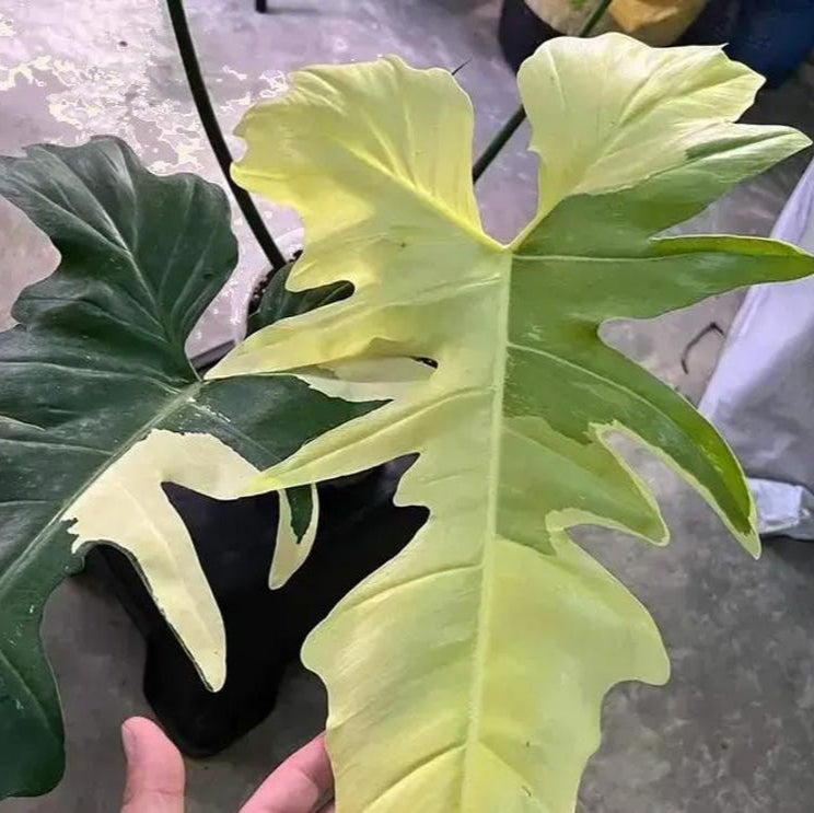 Philodendron golden dragon variegated House plant Node cuttings