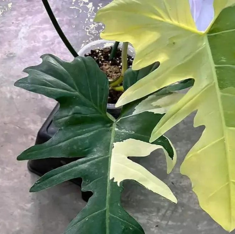 Philodendron golden dragon variegated House plant Node cuttings