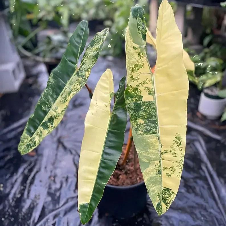 20+ Philodendron Billietiae High Variegated Rooted 1-2-3-4 Leaf Node cuttings Plant