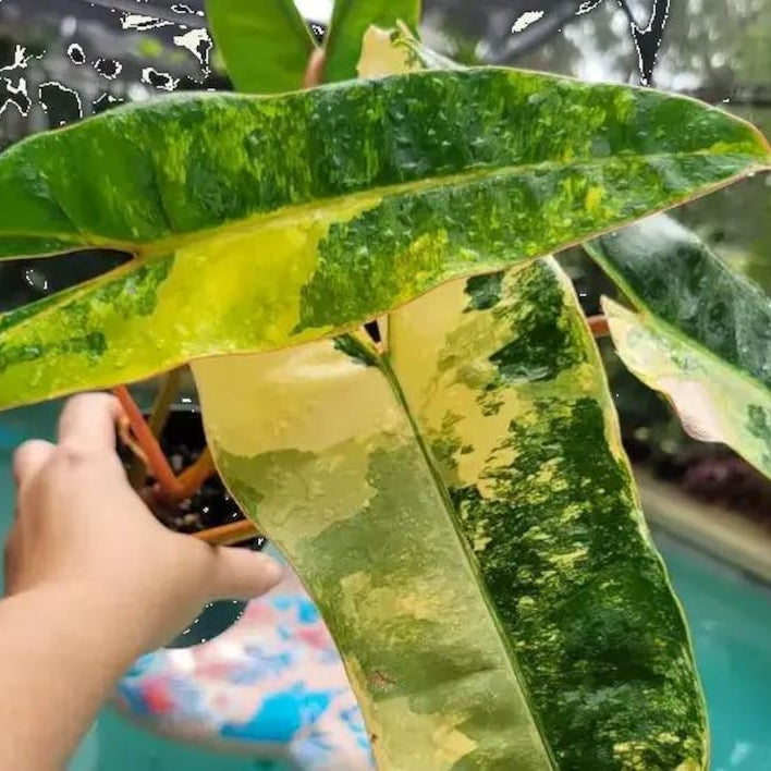 20+ Philodendron Billietiae High Variegated Rooted 1-2-3-4 Leaf Node cuttings Plant