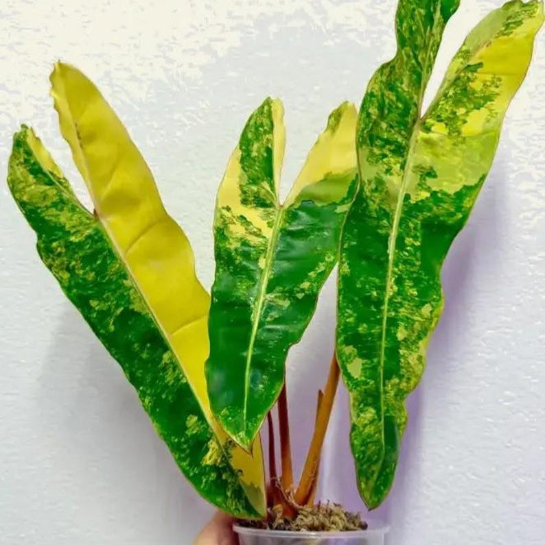 20+ Philodendron Billietiae High Variegated Rooted 1-2-3-4 Leaf Node cuttings Plant