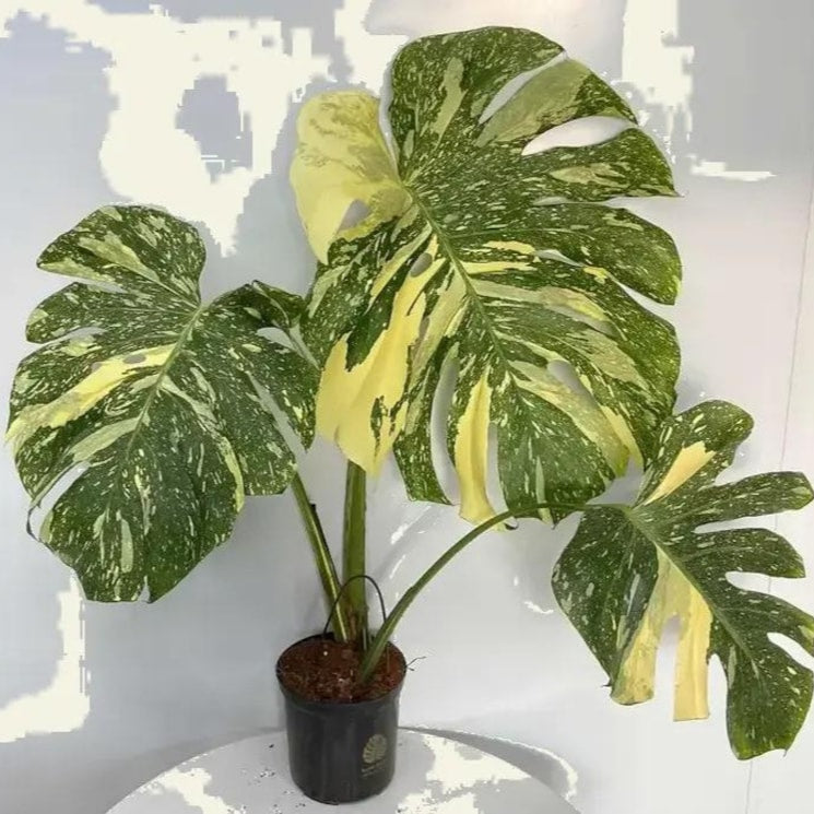 Thai constellation crème Brule Monstera Variegated cuttings Leaf Rooted Node 20+