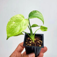 Mint Monstera Deliciosa Verigated Rare Starter Plant Cuttings Nodes Indoor Outdoor Plant Gifts