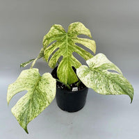 Mint Monstera Deliciosa Verigated Rare Starter Plant Cuttings Nodes Indoor Outdoor Plant Gifts