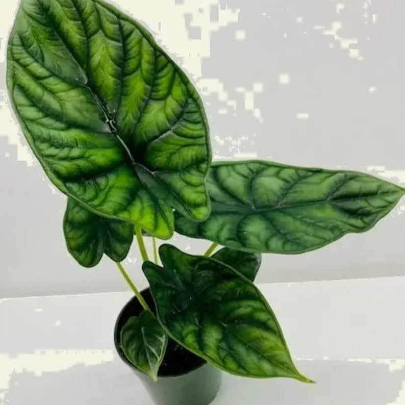 Alocasia Platinum Frydek Dragon Scale “bisma” Starter Plant Corms