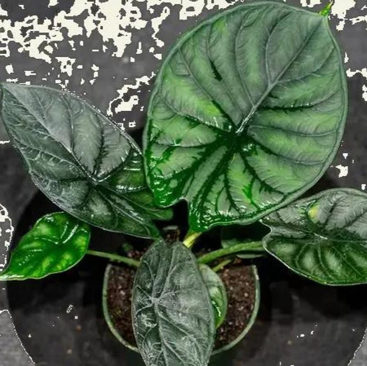 Alocasia Platinum Frydek Dragon Scale “bisma” Starter Plant Corms