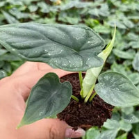 Alocasia Platinum Frydek Dragon Scale “bisma” Starter Plant Corms