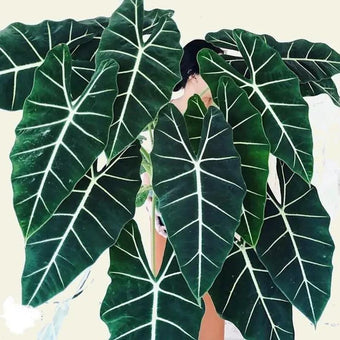 Alocasia Platinum Frydek Dragon Scale “bisma” Starter Plant Corms