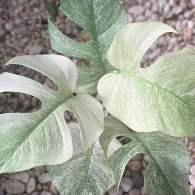 Monstera Borsigiana mint