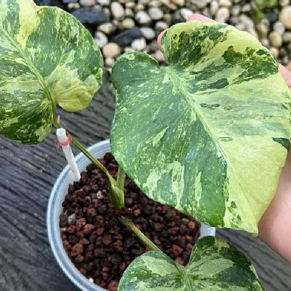 Rare Monstera Ocean Mint Variegated