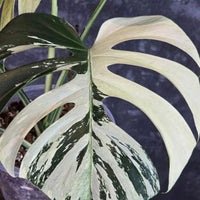 Monstera Borsigiana mint