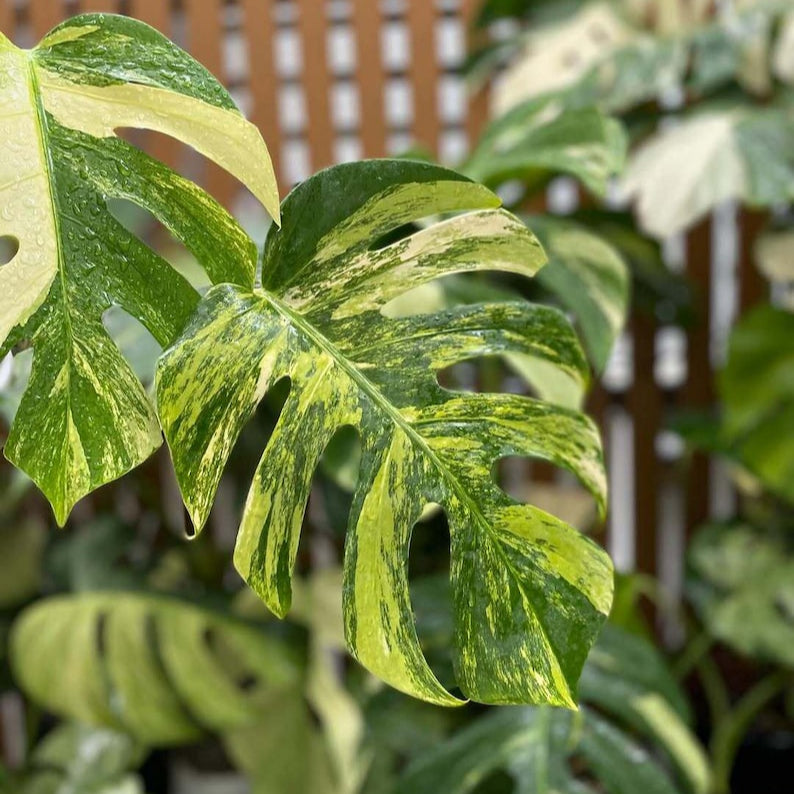 Monstera Aurea Yellow Variegated (3 Leaf - Large size) Free Phytosanitary DHL Express & Good Condition