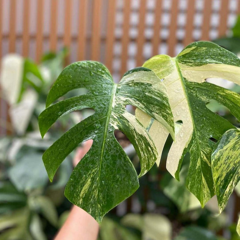 Monstera Aurea Yellow Variegated (3 Leaf - Large size) Free Phytosanitary DHL Express & Good Condition