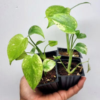 Mint Monstera Deliciosa Verigated Rare Starter Plant Cuttings Nodes Indoor Outdoor Plant Gifts