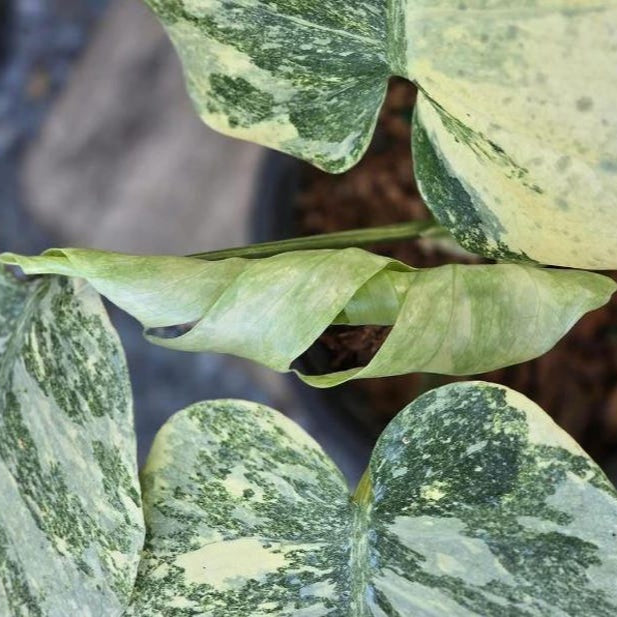 Monstera Deliciosa  White cuttings