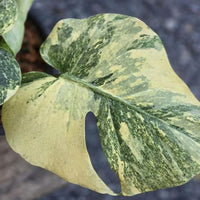 Monstera Deliciosa  White cuttings