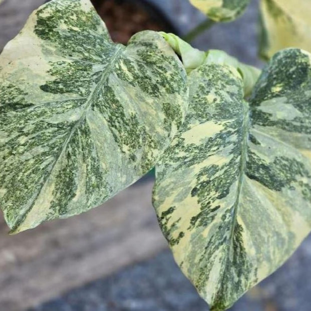 Monstera Deliciosa  White cuttings