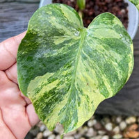 Rare Monstera Ocean Mint Variegated