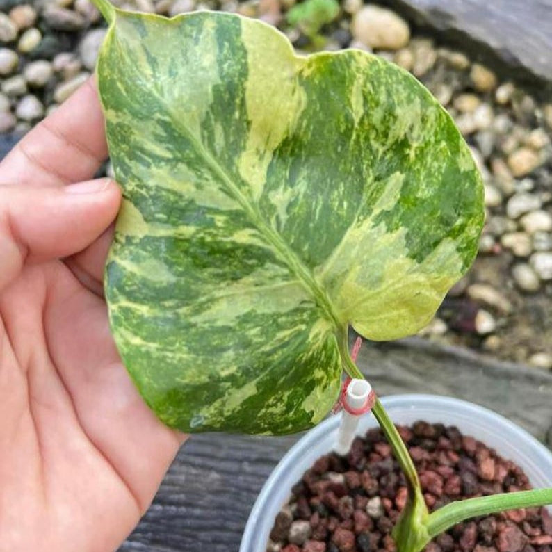 Rare Monstera Ocean Mint Variegated