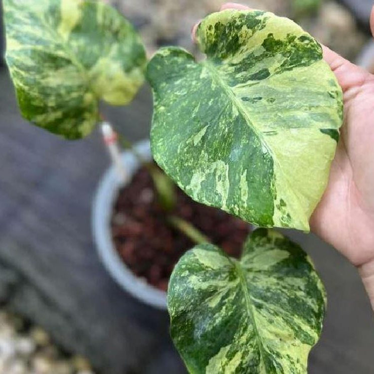 Rare Monstera Ocean Mint Variegated