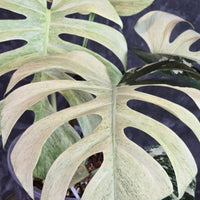 Monstera Borsigiana mint