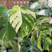 Monstera Aurea Yellow Variegated (3 Leaf - Large size) Free Phytosanitary DHL Express & Good Condition