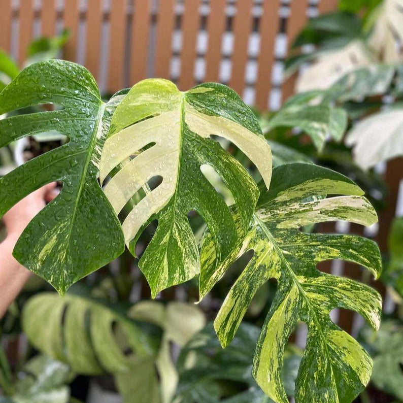 Monstera Aurea Yellow Variegated (3 Leaf - Large size) Free Phytosanitary DHL Express & Good Condition