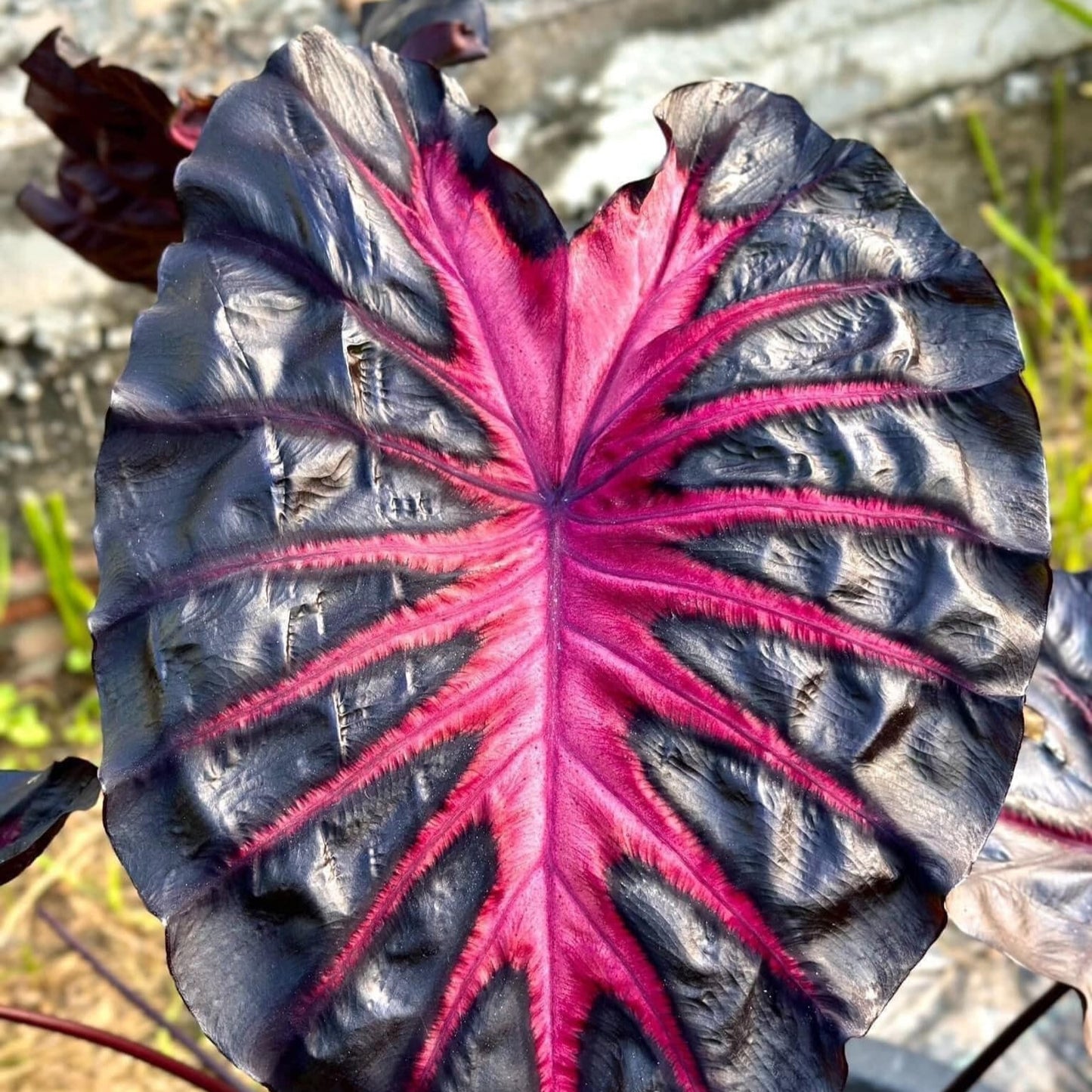 Colocasia Redemption esculenta species RARE New HB Elephant ear free Phytosanitary Certificate